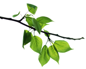 Sacred Shamanic Leaf