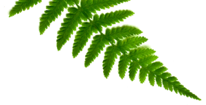 Shamanic Ferns