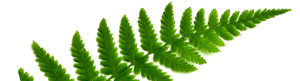 shamanic ferns
