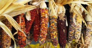 Huichol Indian Traditional Corn Ceremony