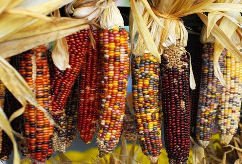 Huichol Indian Traditional Corn Ceremony