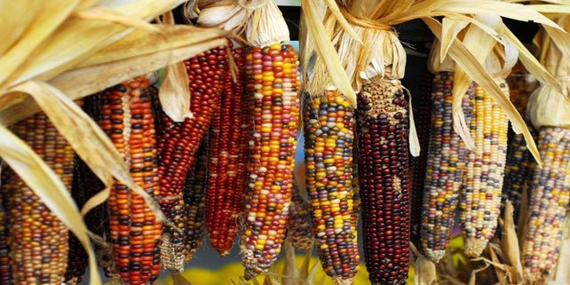 Huichol Indian Traditional Corn Ceremony