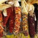 Huichol Indian Traditional Corn Ceremony
