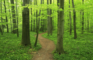 Trail through a green forest like in Rowe