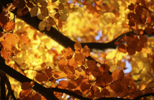 Autumn leaves on a tree at Zist shamanic retreat