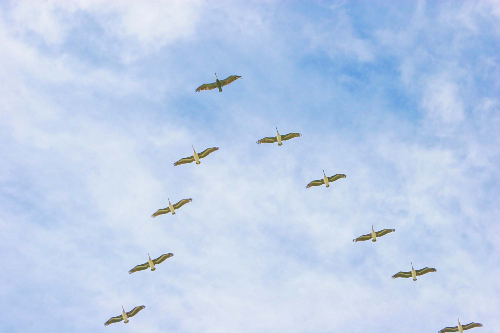 A flock of birds soars above Santa Cruz and the Monterey Bay