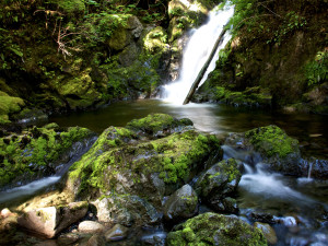Alaska Forest Waterfall