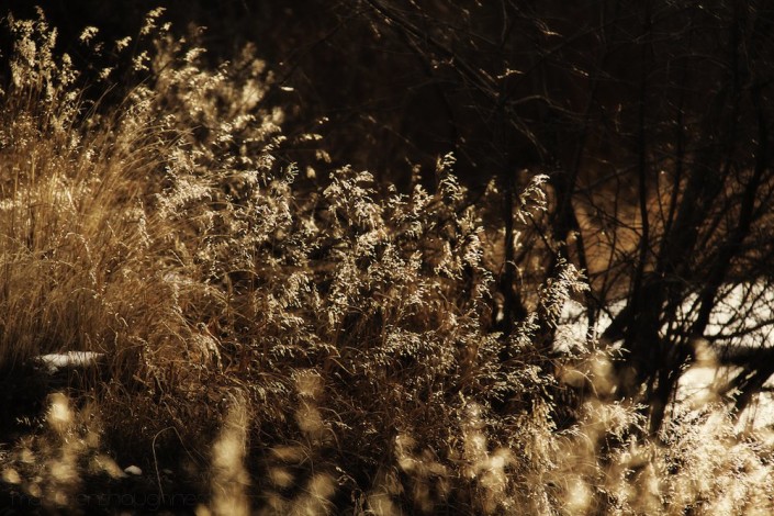 A-Deers-Eye-View by Maureen Shaughnessy Grasses from the point of view of a deer