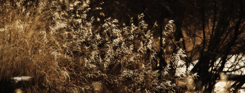 Grasses from the point of view of a deer