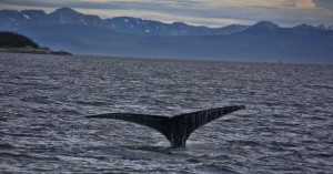 Alaska Humpback Whale Tale