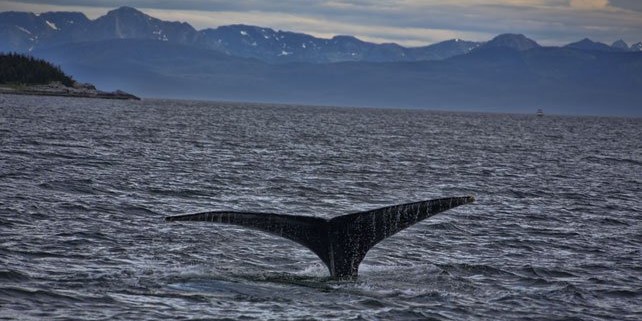 Alaska Humpback Whale Tale