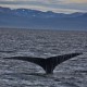 Alaska Humpback Whale Tale