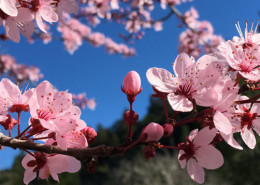 Cherry Blossoms Spring Santa Cruz, CA