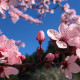 Cherry Blossoms Spring Santa Cruz, CA