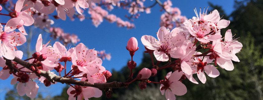 Cherry Blossoms Spring Santa Cruz, CA