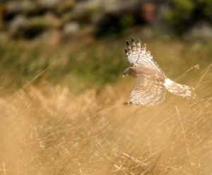 Explore nature during an 8 day shamanic retreat in Patagonia