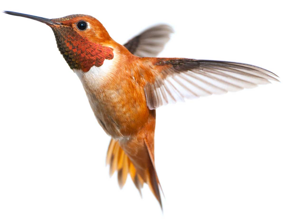 hummingbird-learn-shamanism