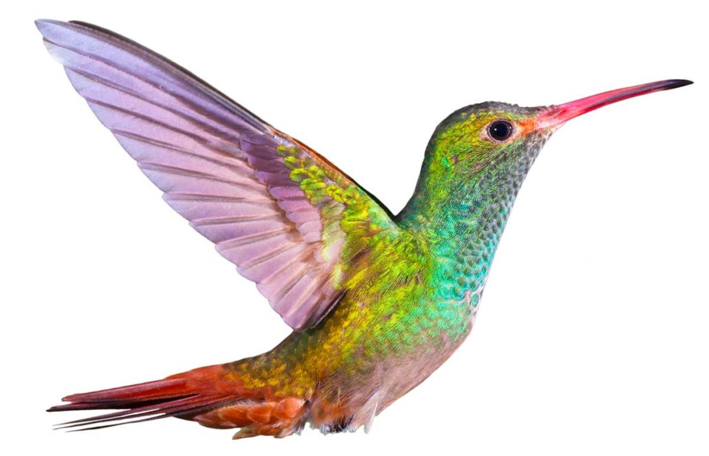 hummingbird-spiritual-retreat-near-me | SHAMANISM