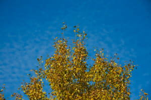 Lake George orange leaves with blue sky